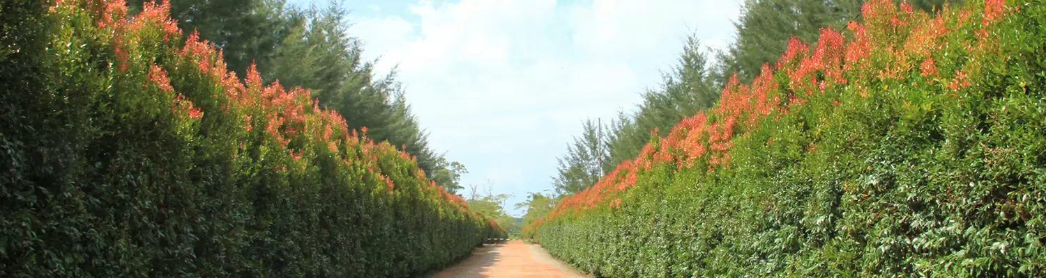 Bangka Botanical Garden