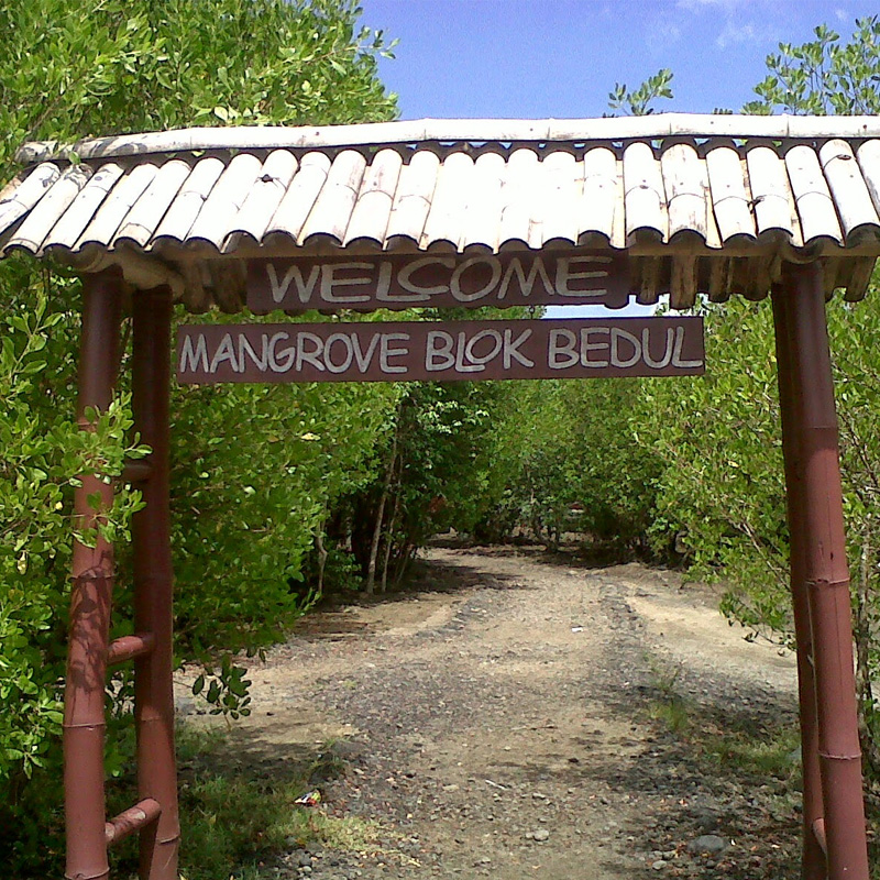Ekowisata Hutan Mangrove Blok Bedul